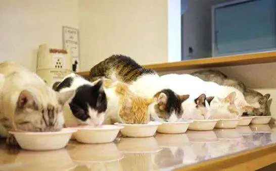 吐血整理 所有猫能吃 不能吃 要少吃 能多吃的 食物清单 哔哩哔哩