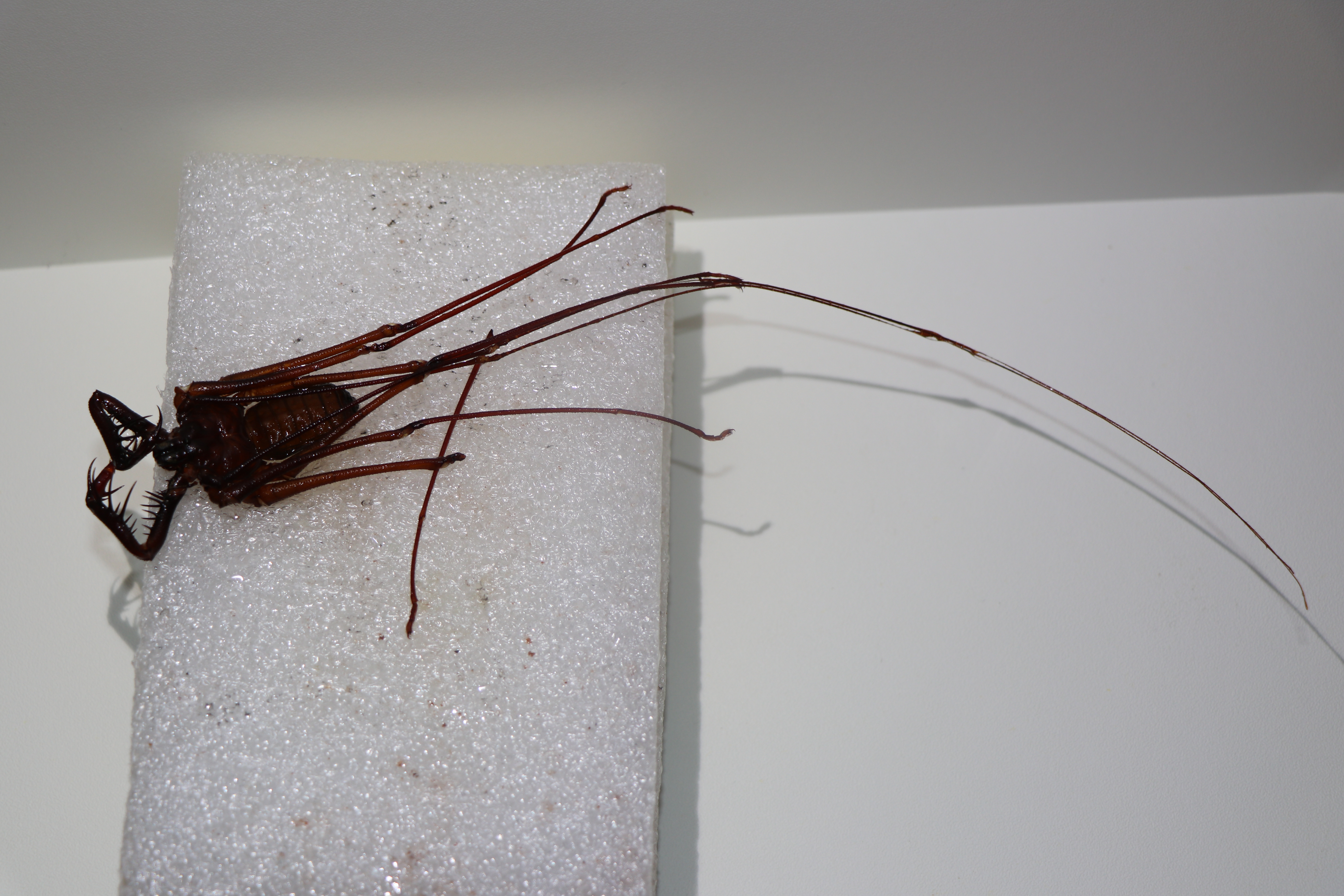 标本制作鞭蝎与鞭蛛观赏标本制作