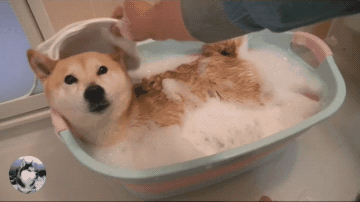 柴犬小春洗澡时还卖萌网友都被萌化了狗我可爱吗