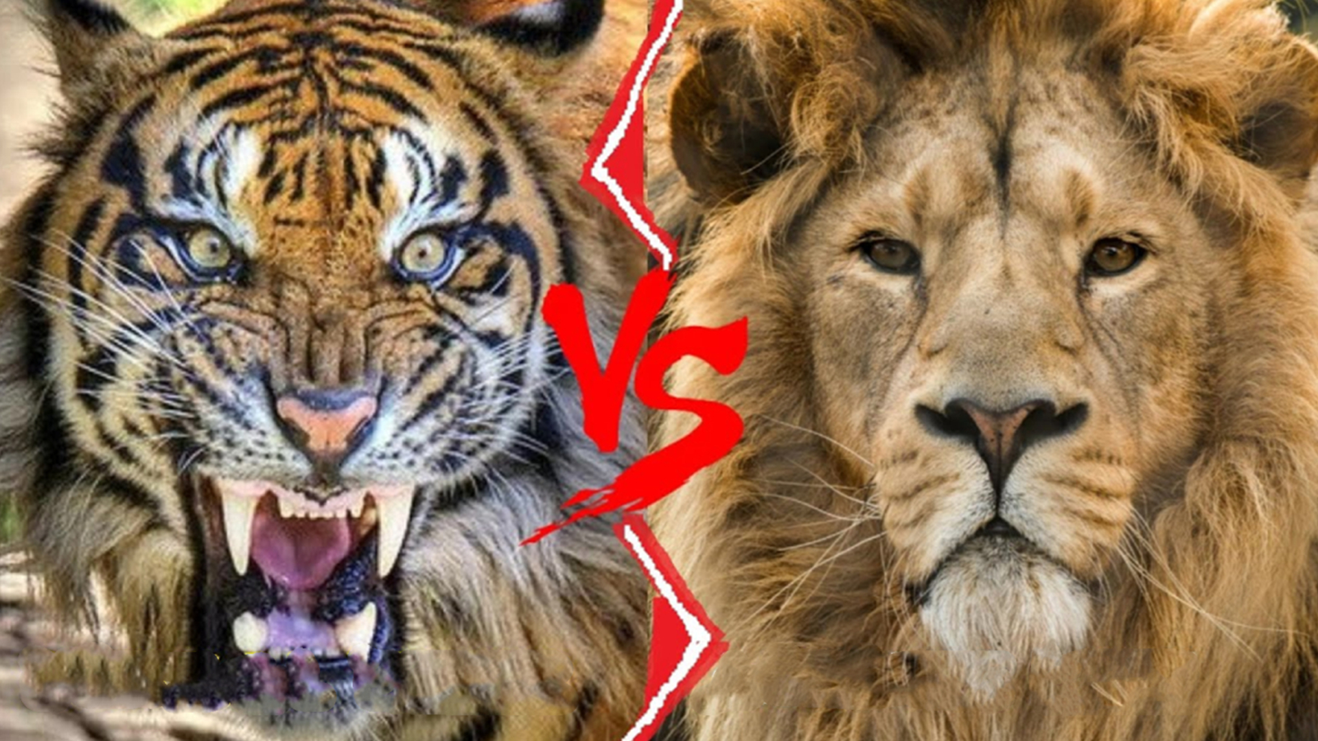 老虎和狮子谁厉害（老虎和狮子谁的战斗力更强） - 生活指南百科全书