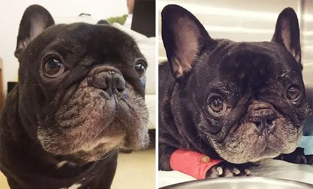 短鼻犬容易有呼吸问题 想养好法斗等狗狗 主人要注意这4个问题 哔哩哔哩