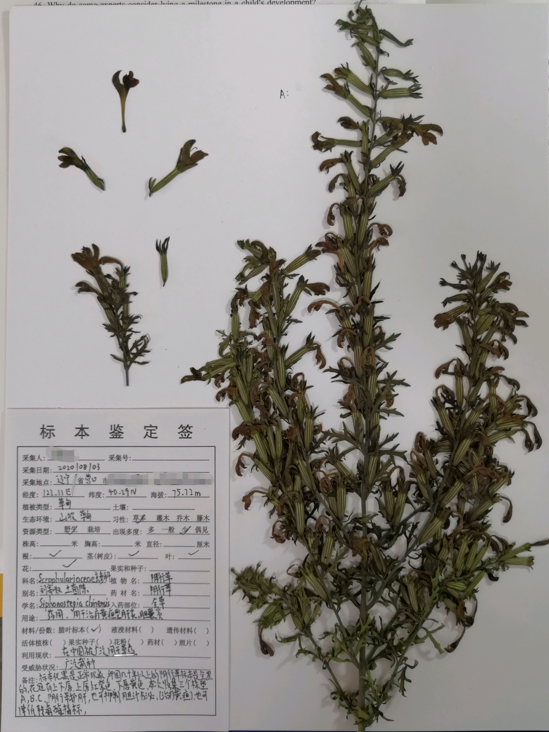 八月标本—阴行草,治疗肝胆疾病的草药