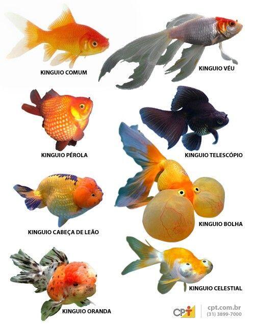 常见的金鱼品种图片