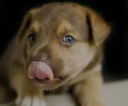 养狗忽略这些事 你肯定会后悔 哔哩哔哩