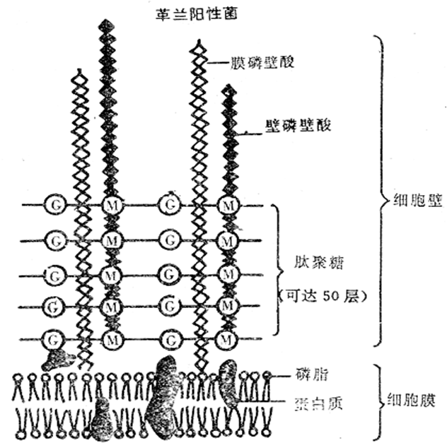 【工作细胞】医学知识小科普 · 第一话