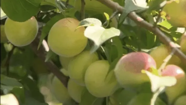 认真喝酒 芒种后梅子酒 青梅与红梅 哔哩哔哩