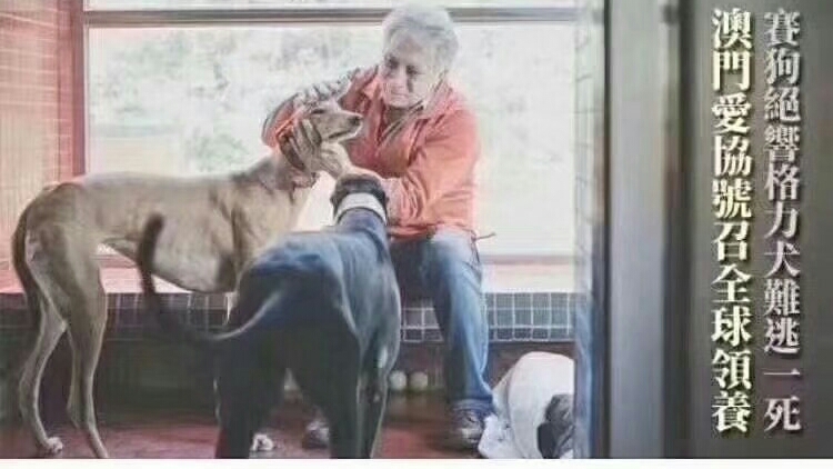 不要让这些格力犬死的比流浪狗还惨 哔哩哔哩