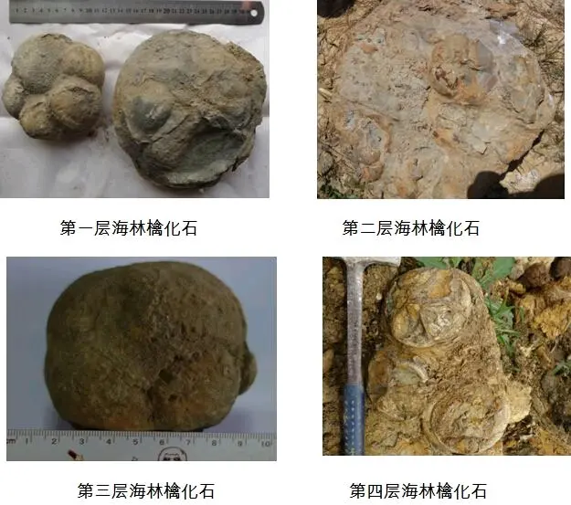 海林擒 哔哩哔哩