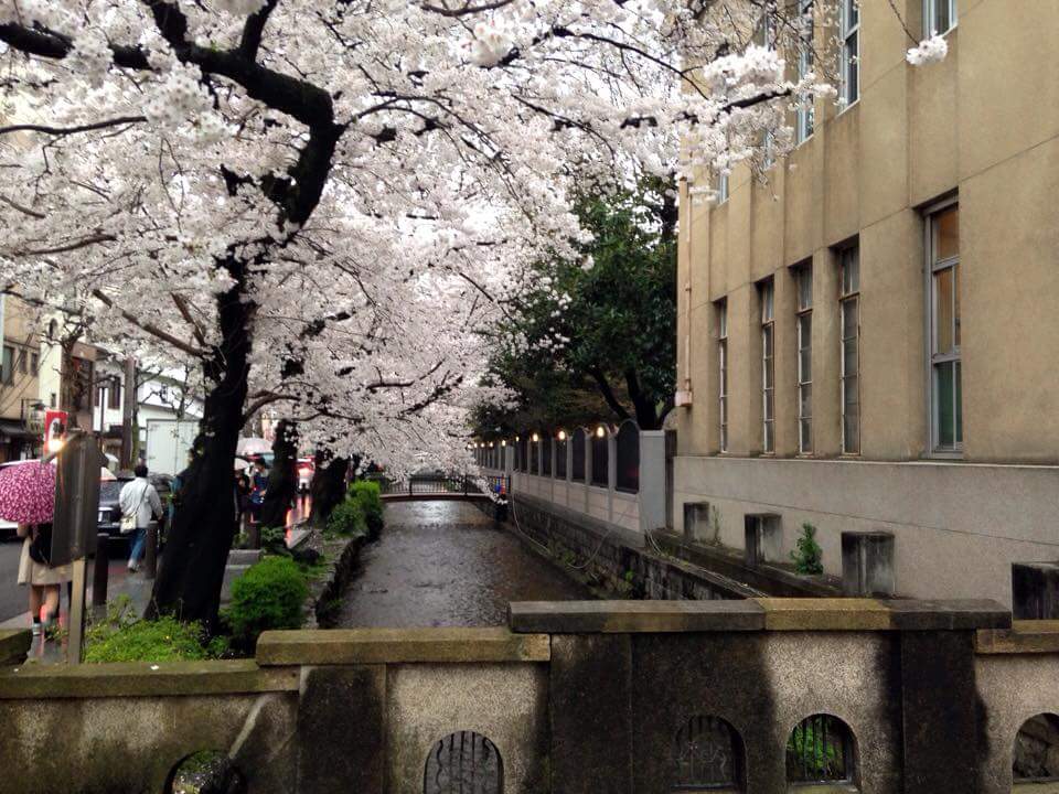预告篇-探访"友枝"中学(京都市立立诚小学校)