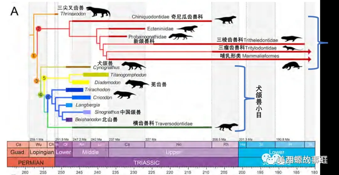 演化的故事:黄鼠狼下豆鼠子(合弓纲-新颌兽小目)