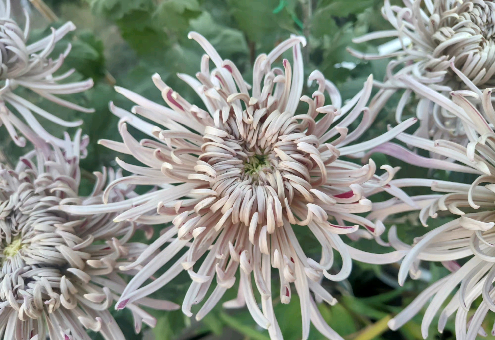 大菊一周颜色变化——灰鹤展翅之"十全十美"菊花花草粉丝:222文章:11