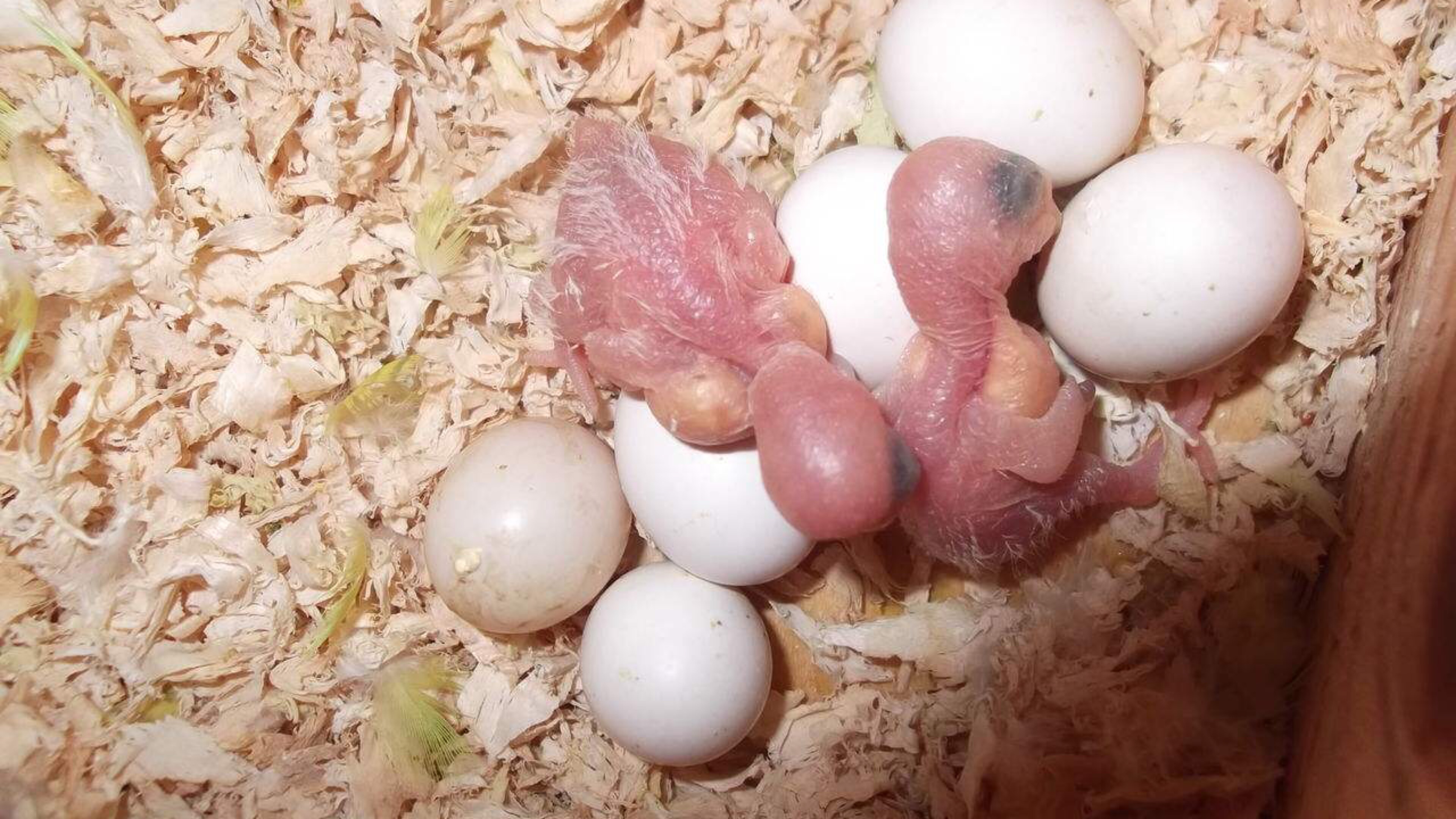 孵化20天鹦鹉蛋照蛋图-图库-五毛网