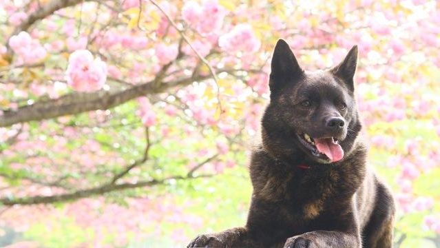 只知道柴犬和秋田 日本的狗狗不止这么少 他们有六大天然纪念物 哔哩哔哩