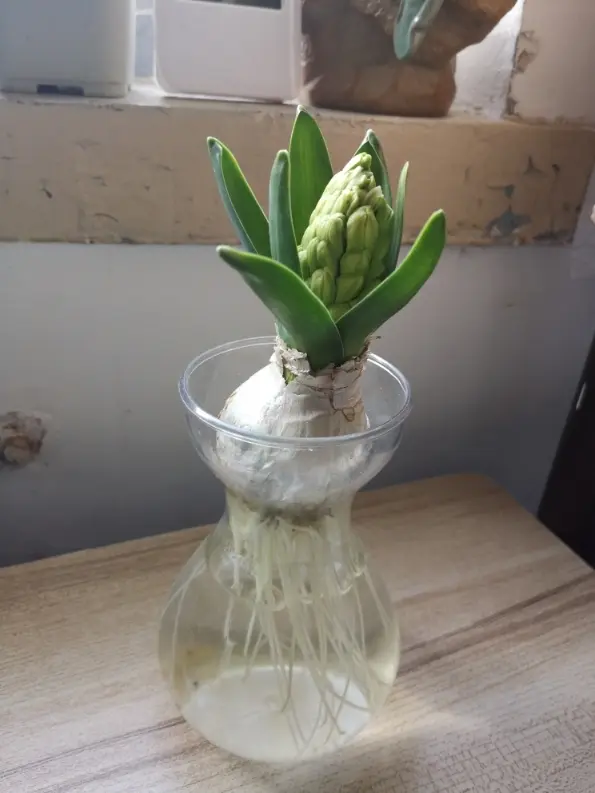 水培世界上最香的花卉 哔哩哔哩