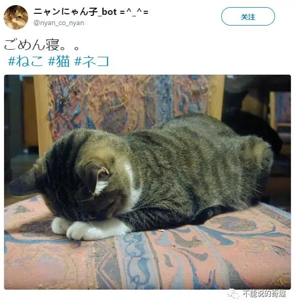 只是睡个觉 却不料被铲屎官拍照放网上成网红 网友 瓦干达万岁 哔哩哔哩