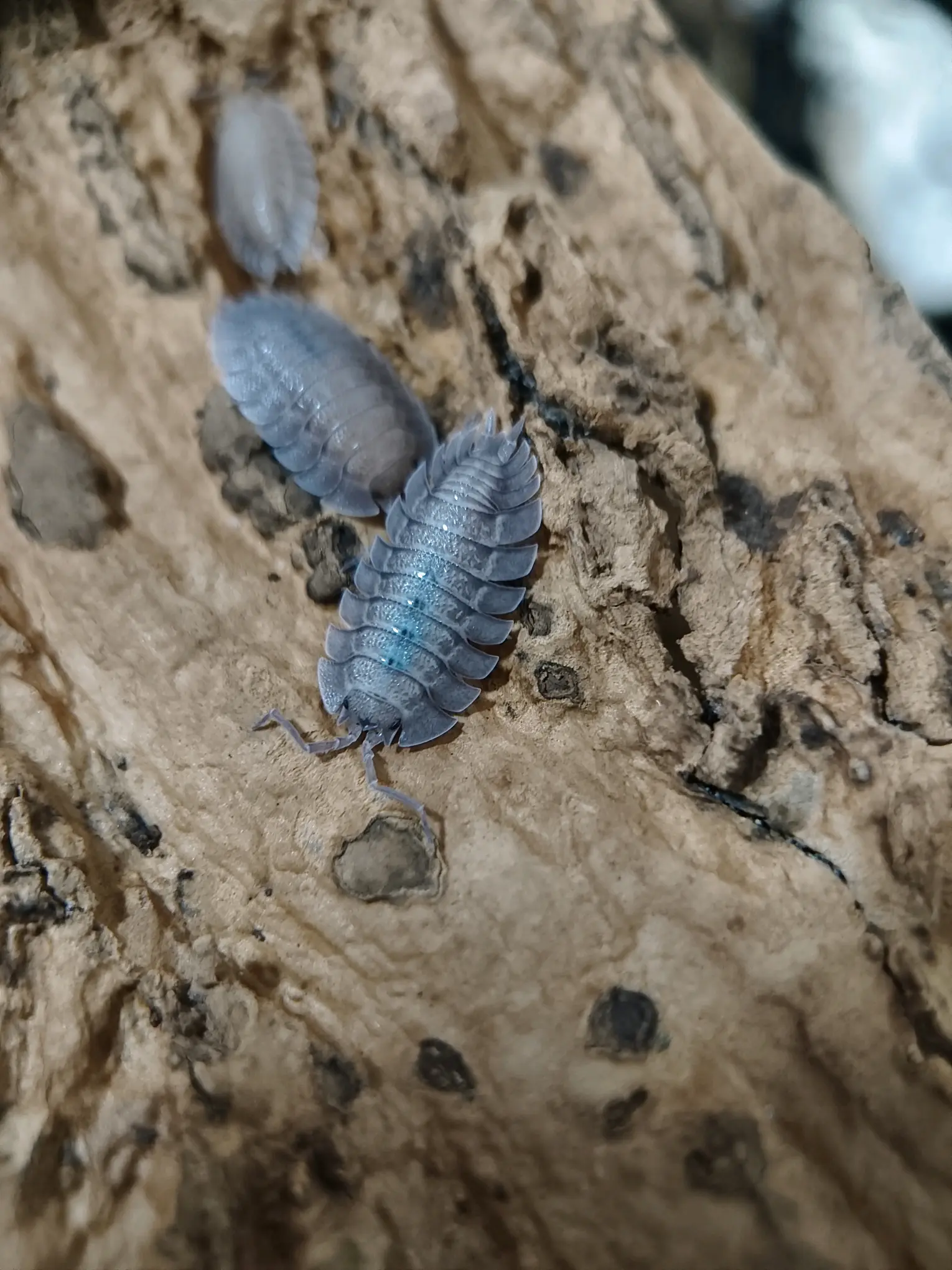 随便写一下养几种鼠妇的感想