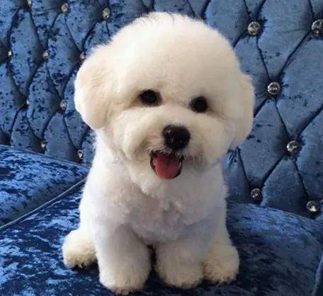 深圳宠物医院整理比熊便秘的原因及症状 哔哩哔哩