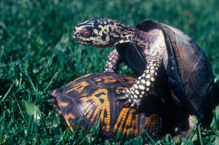 【科普】奇特乌龟大盘点\/陆龟及半水龟篇