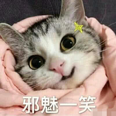 养猫,养只公猫好还是母猫好?这三点大多数人都