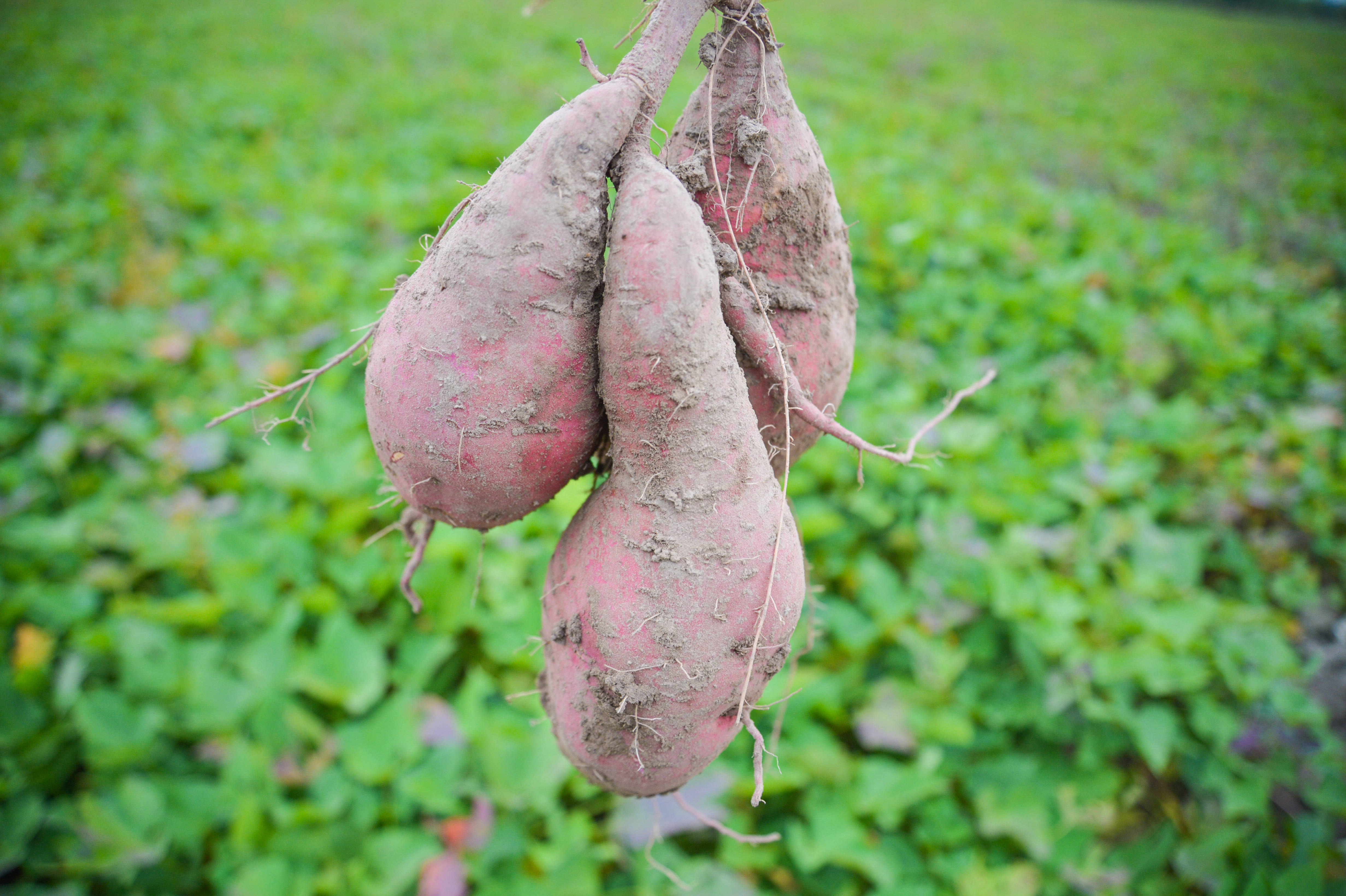 烟薯蜜薯地瓜红薯拍摄|摄影|产品摄影|名揚mingyang - 原创作品 - 站酷 (ZCOOL)