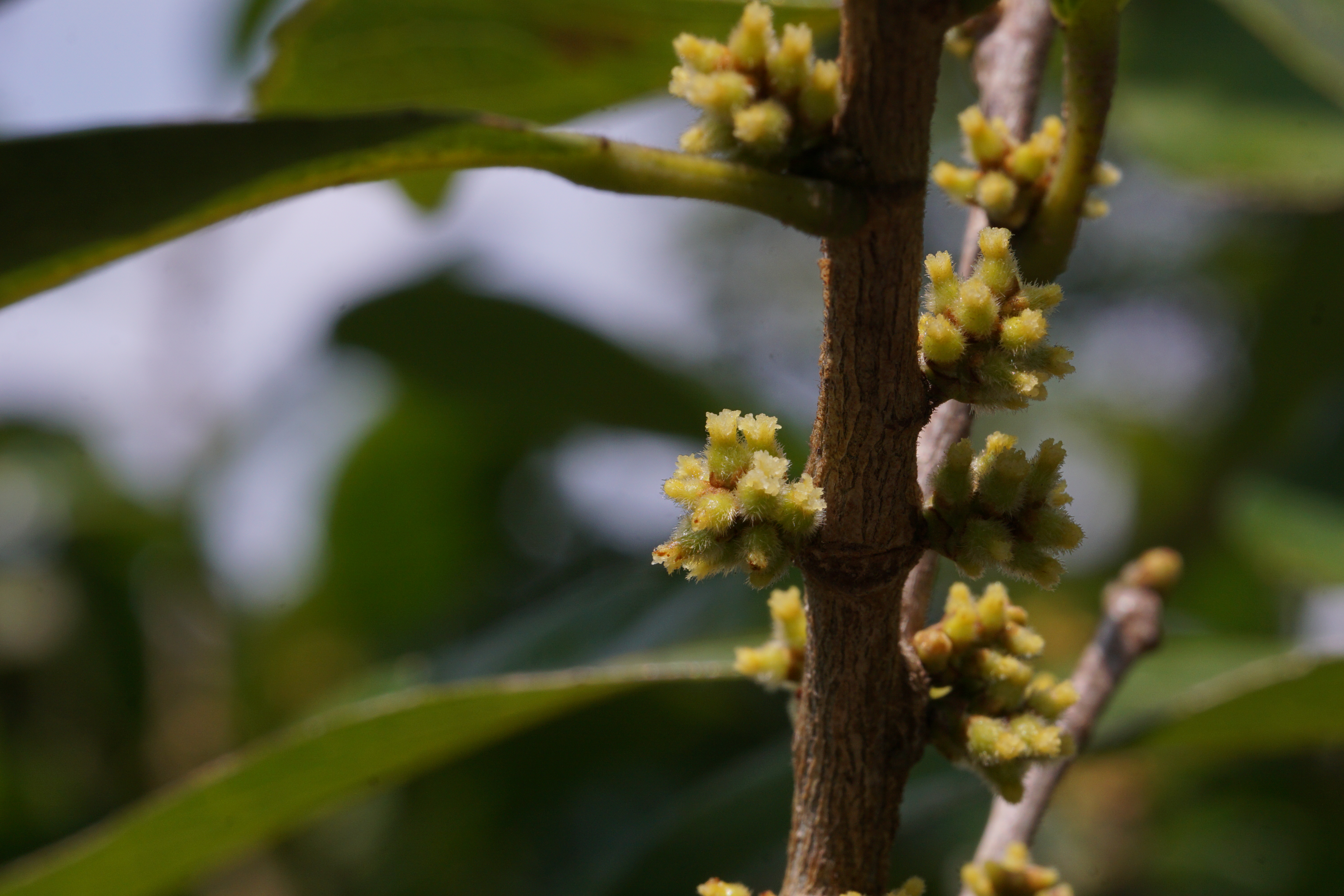 广东仲春植物赏