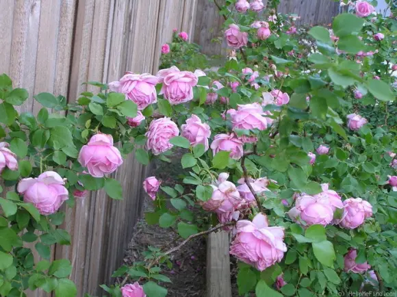 搬运 存档 月季育种历史简介 八 藤本月季 哔哩哔哩