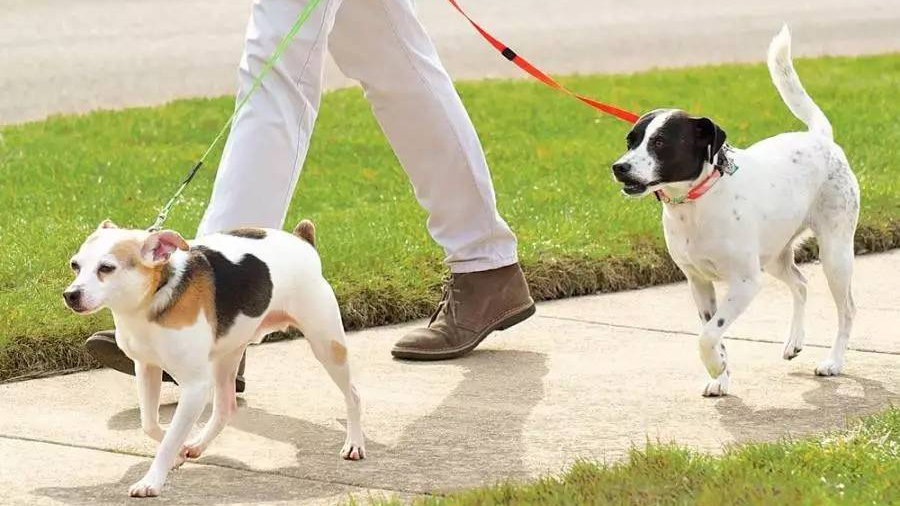 新动物防疫法规定遛狗必须系犬绳,但狗狗牵绳不走怎么办
