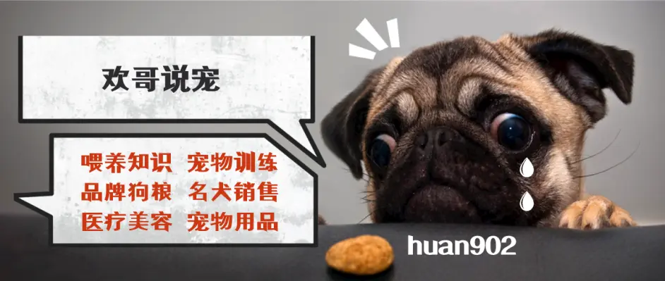 欢哥说宠 狗狗经常有眼屎还有泪痕的4种原因及5种处理办法 哔哩哔哩 欢哥说宠 狗狗经常有眼屎还有泪痕的4种原因及5种处理办法 哔哩哔哩