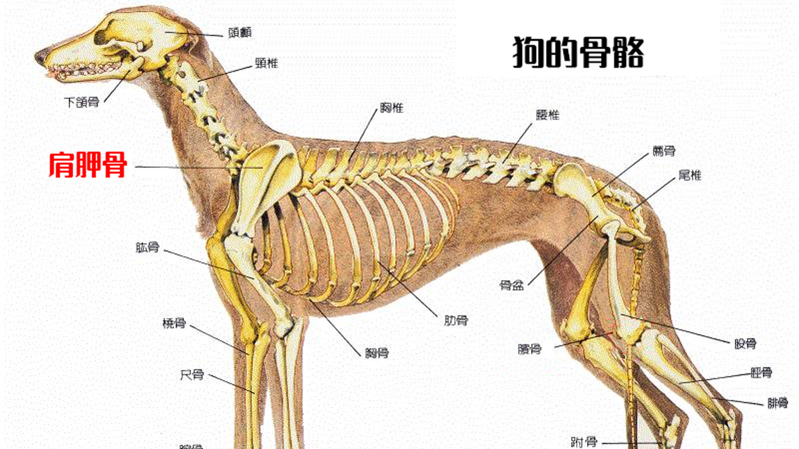 为什么狗每天都离不开水判断缺水的方法有哪些