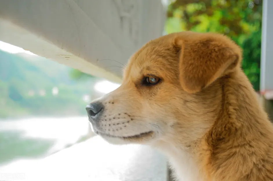 中华田园犬有什么优点 明明聪明又可爱 为什么一直被歧视 哔哩哔哩