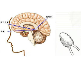 松果体 (pineal body / conarium)/物质基本概念 - 哔哩哔哩
