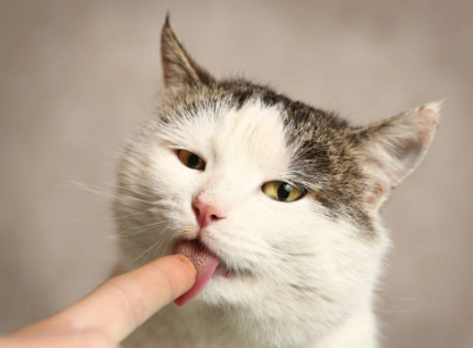 猫舌头上的倒刺(图片来自网络)