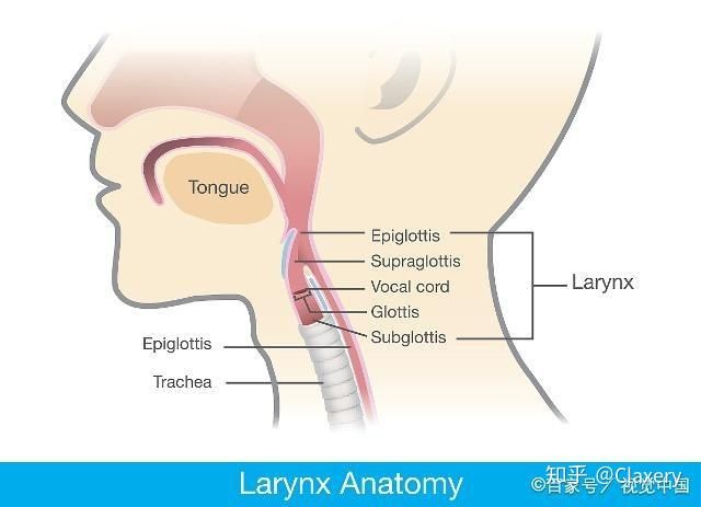 声带与喉咙位置图图片