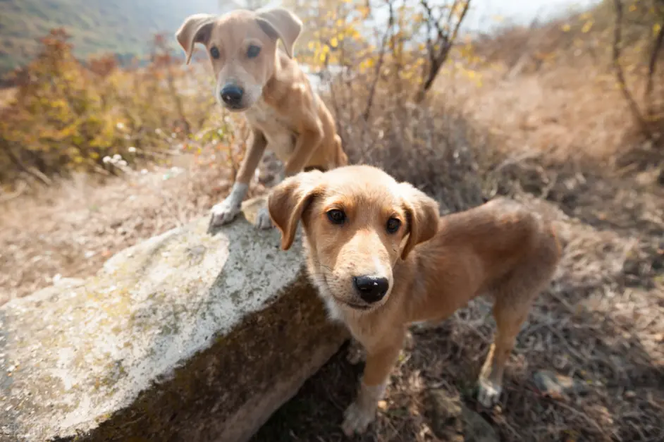 生存能力很强 的5种狗 不用宠主操心 哔哩哔哩