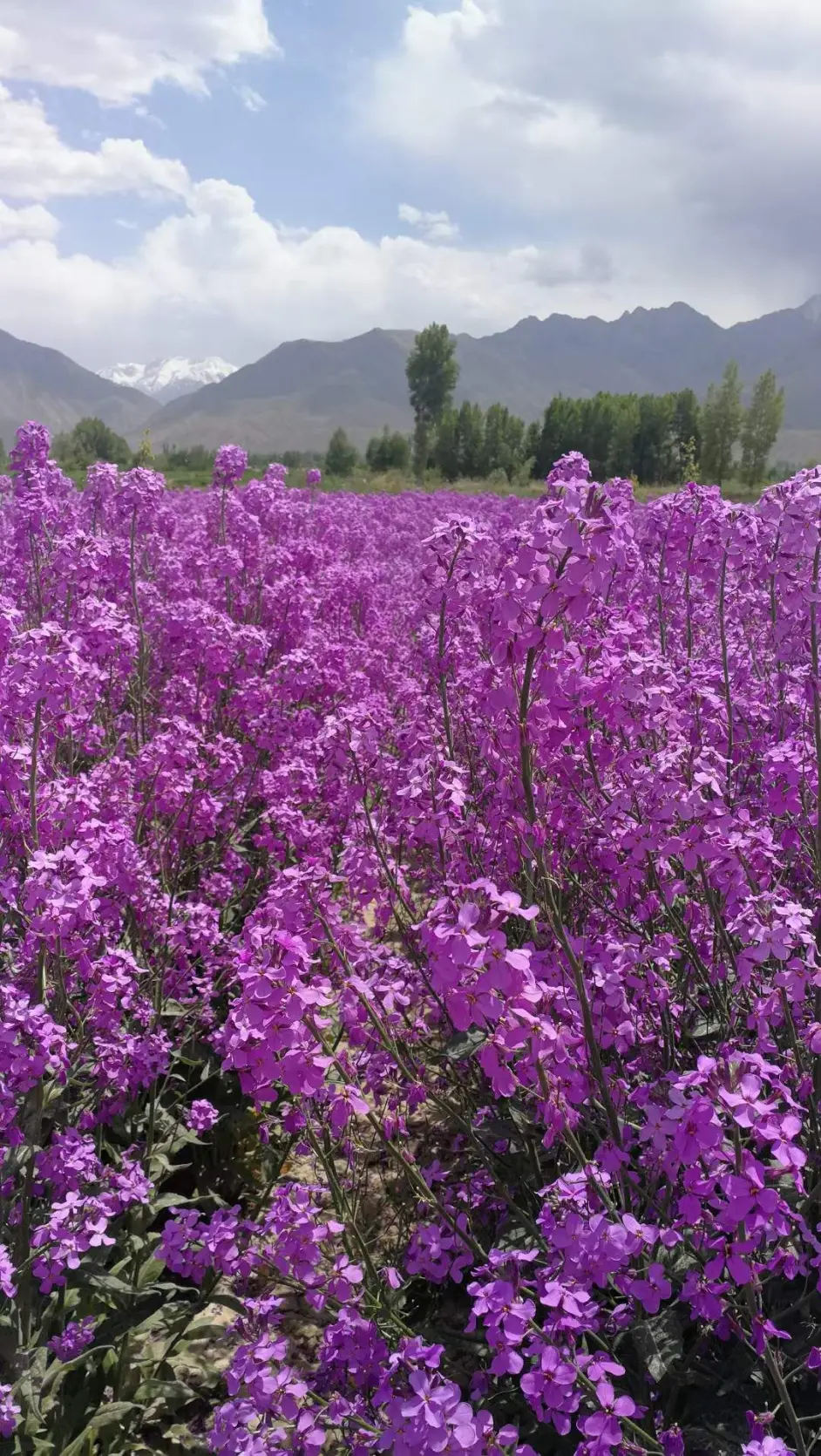 紫杆油菜花图片