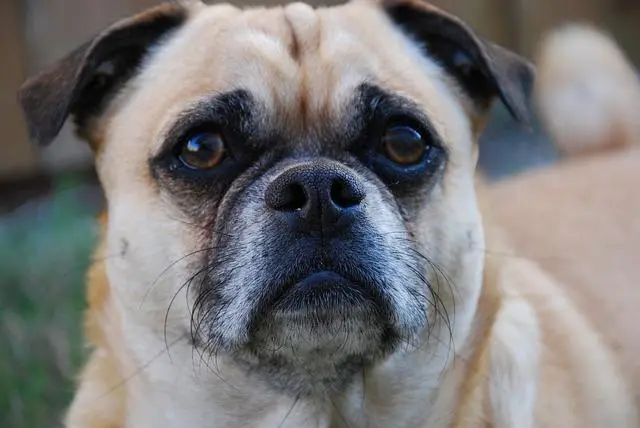 犬窝咳不就是狗感冒 但是传染性极强 主人要懂得预防 哔哩哔哩