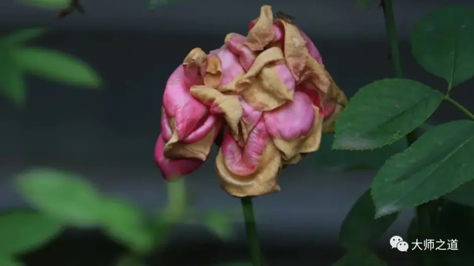 诗致世纪传统中国画四大家 吴昌硕 齐白石 黄宾虹 潘天寿 哔哩哔哩
