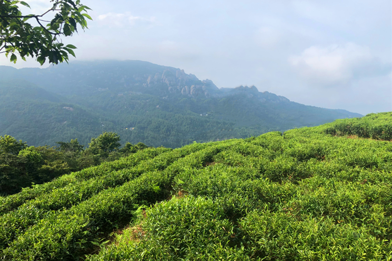 白牡丹茶：一杯优雅的艺术品
