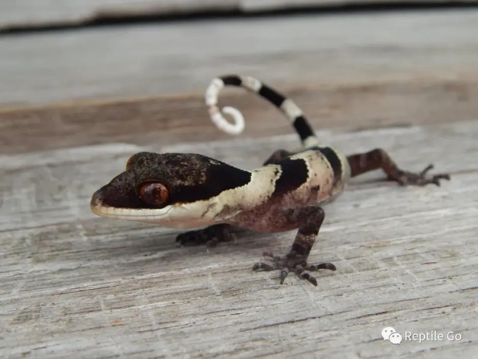 Rg物种说新几内亚巨人弓趾虎 哔哩哔哩