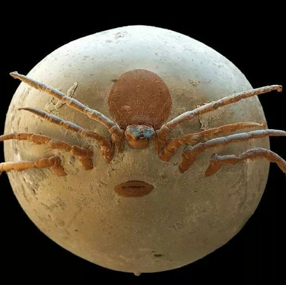 微小生物放大后的真实模样,可以用到哥斯拉里