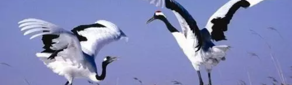 那些日语中和动物有关的惯用句 哔哩哔哩专栏