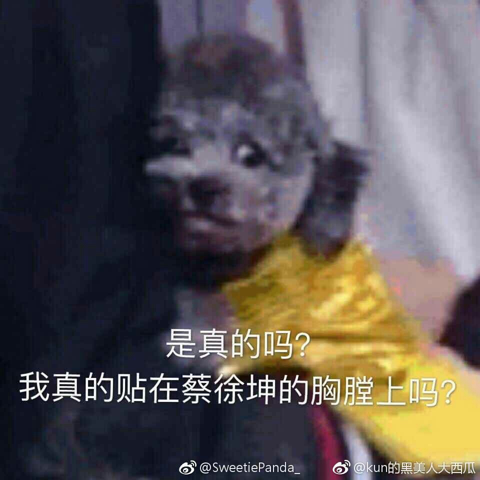 蔡徐坤的小猫咪