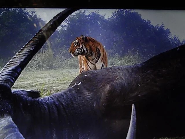 卡齐兰加的老虎图集领略下全世界最大的野生大猫种群上