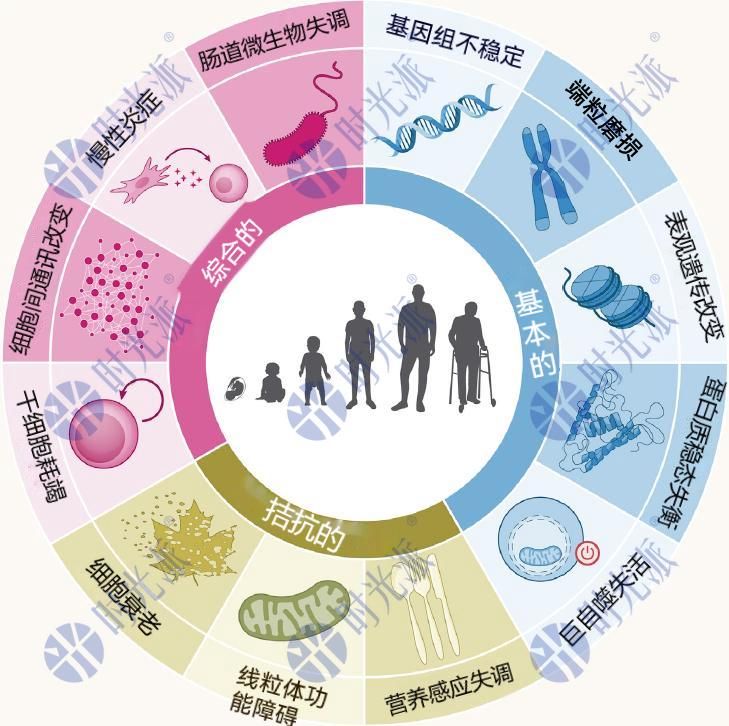 Cell重磅:衰老教科书大改写!12个权威衰老标识发布,新增3个! - 哔哩哔哩