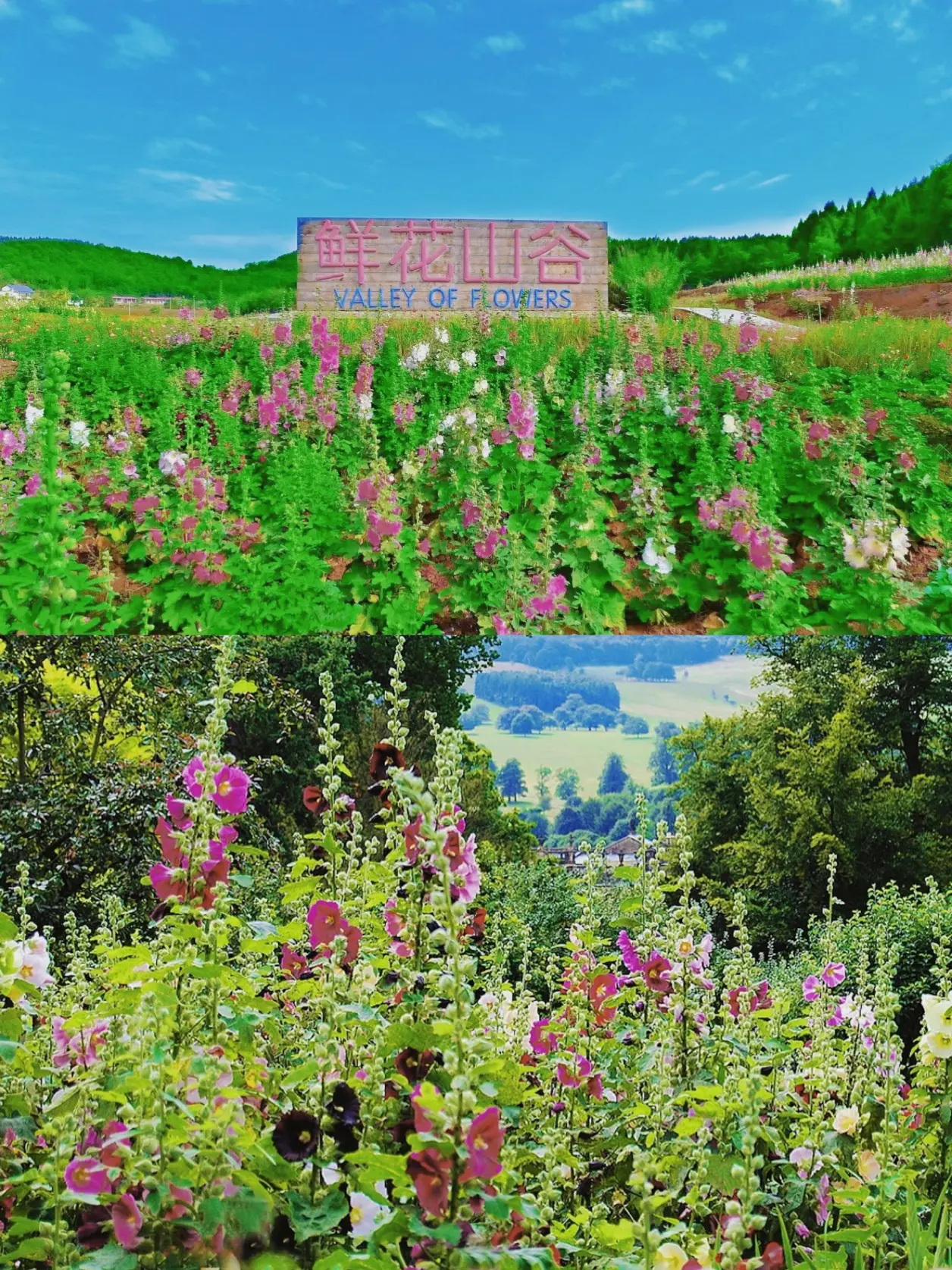 送2大1小精美早餐90,鲜花山谷景区门票99和五彩蜀葵茶饮.