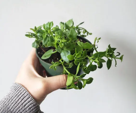 心叶日中花 我是一枚肉肉 别把我当成中草药 哔哩哔哩