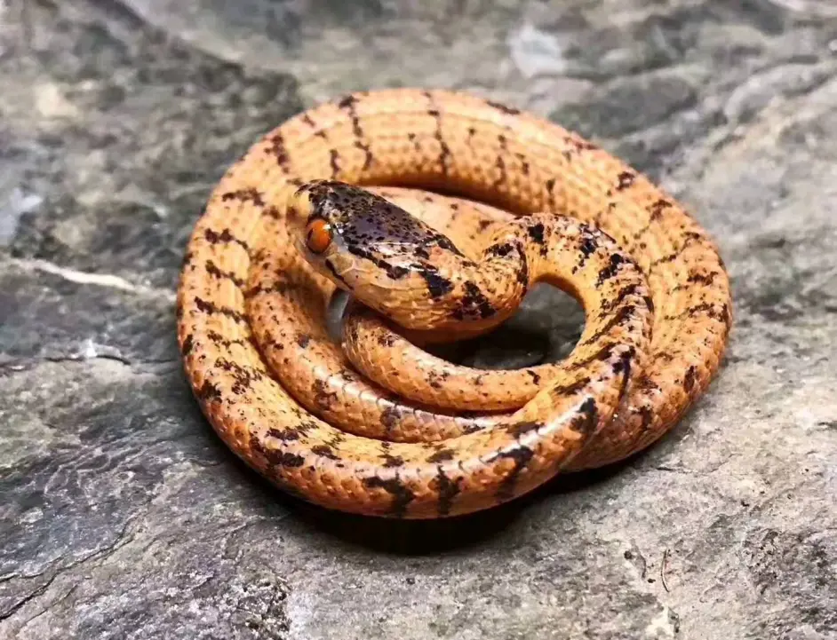 爬宠入门推荐科普和饲养二期 哔哩哔哩