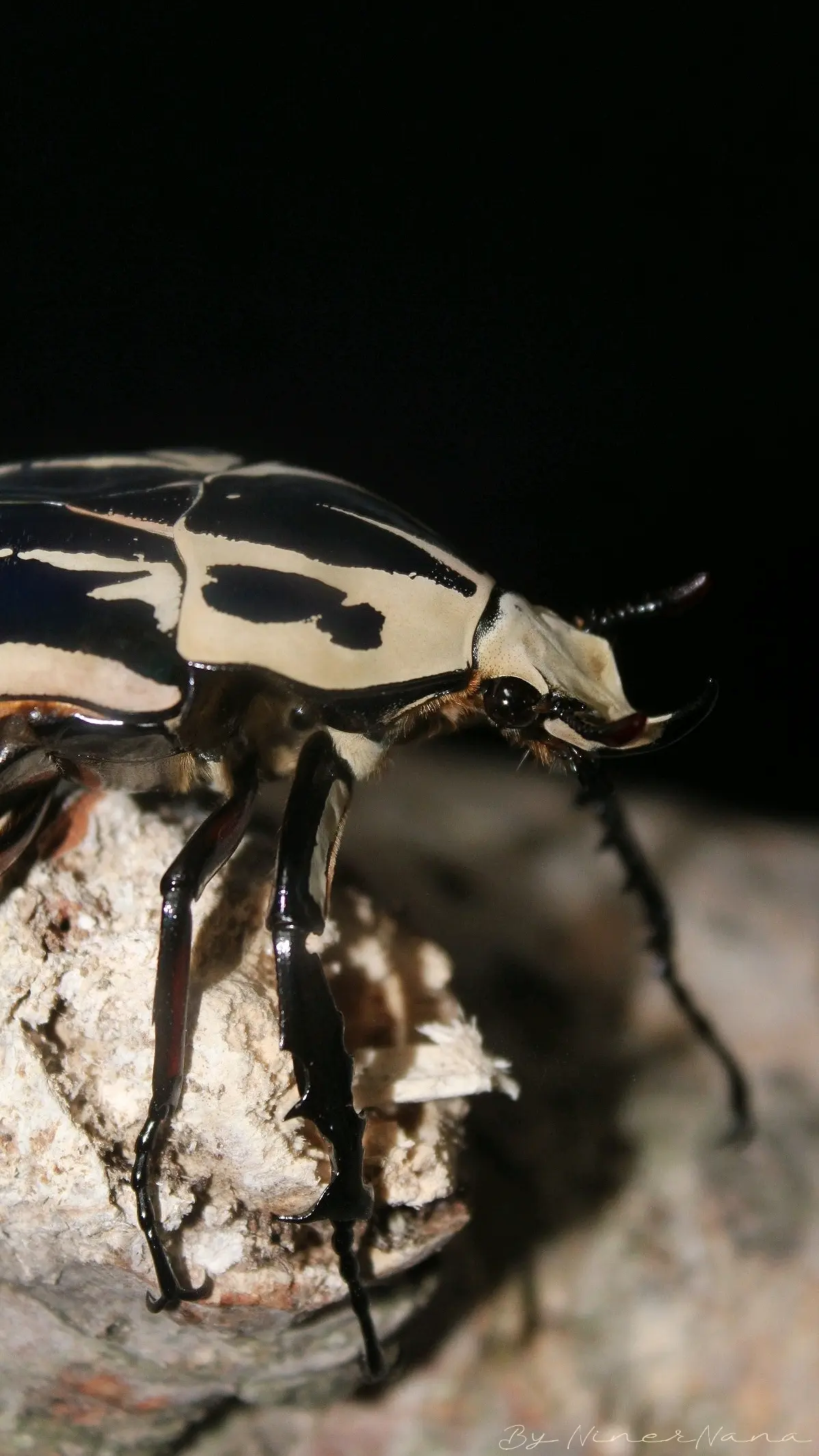 乌干达花金龟mecynorhina torquata ugandensis(写真)成虫 - 哔哩哔哩