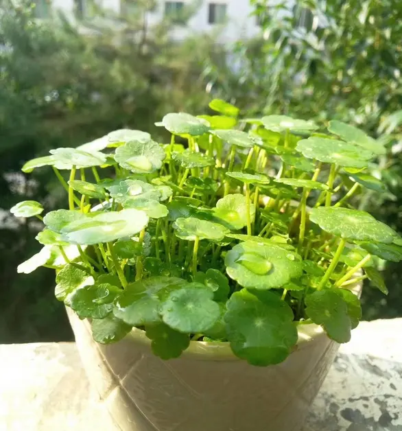 蓝妖 不适合地栽的植物有哪些 这几种花千万别地栽 拔都拔不掉 哔哩哔哩