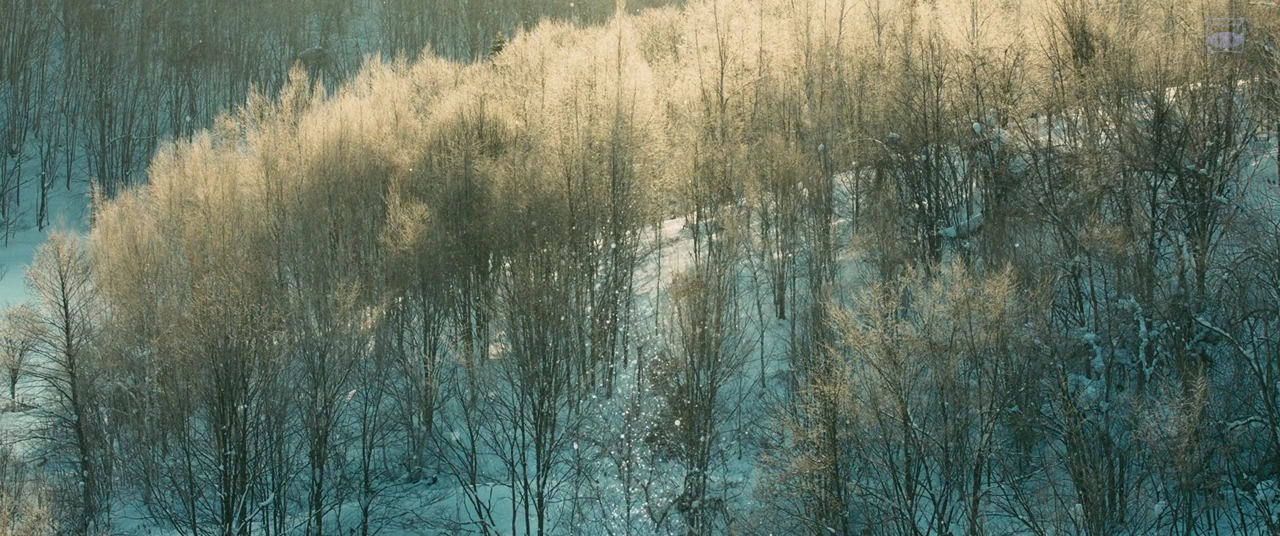 《羊与钢的森林》:故事有些弱,在我眼中沦为了